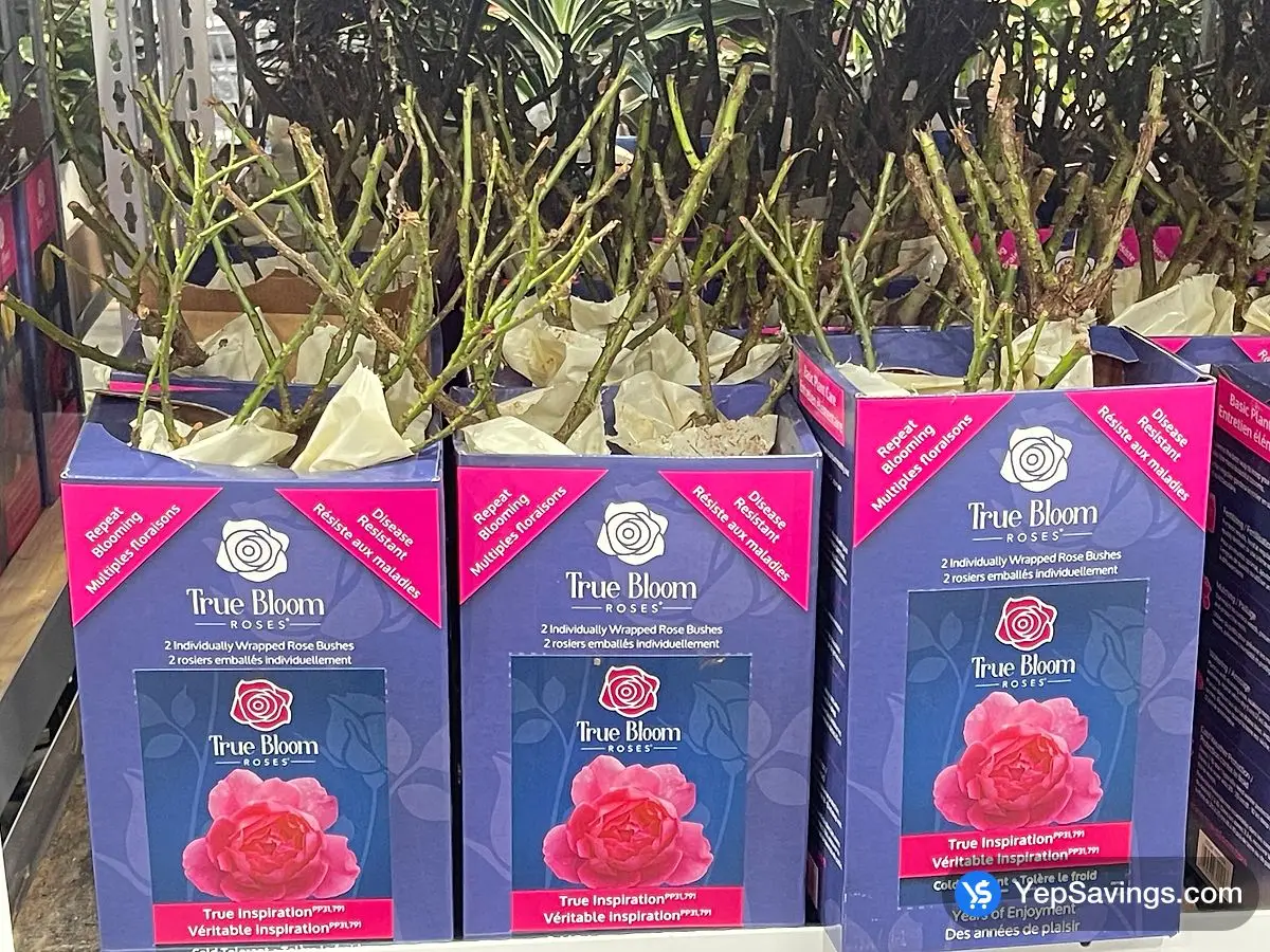 Costco TRUE BLOOM ROSES PACK OF 2 - Canada (ITM 1777016)