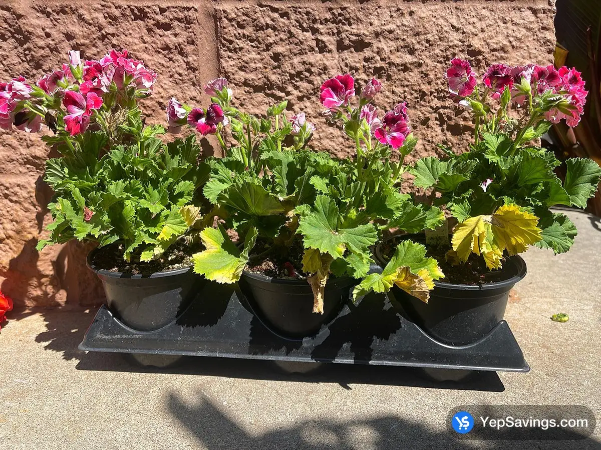 Costco 6 " MARTHA / GERANIUM 3PK DO NOT MIX AND MATCH - Canada (ITM 1210404)