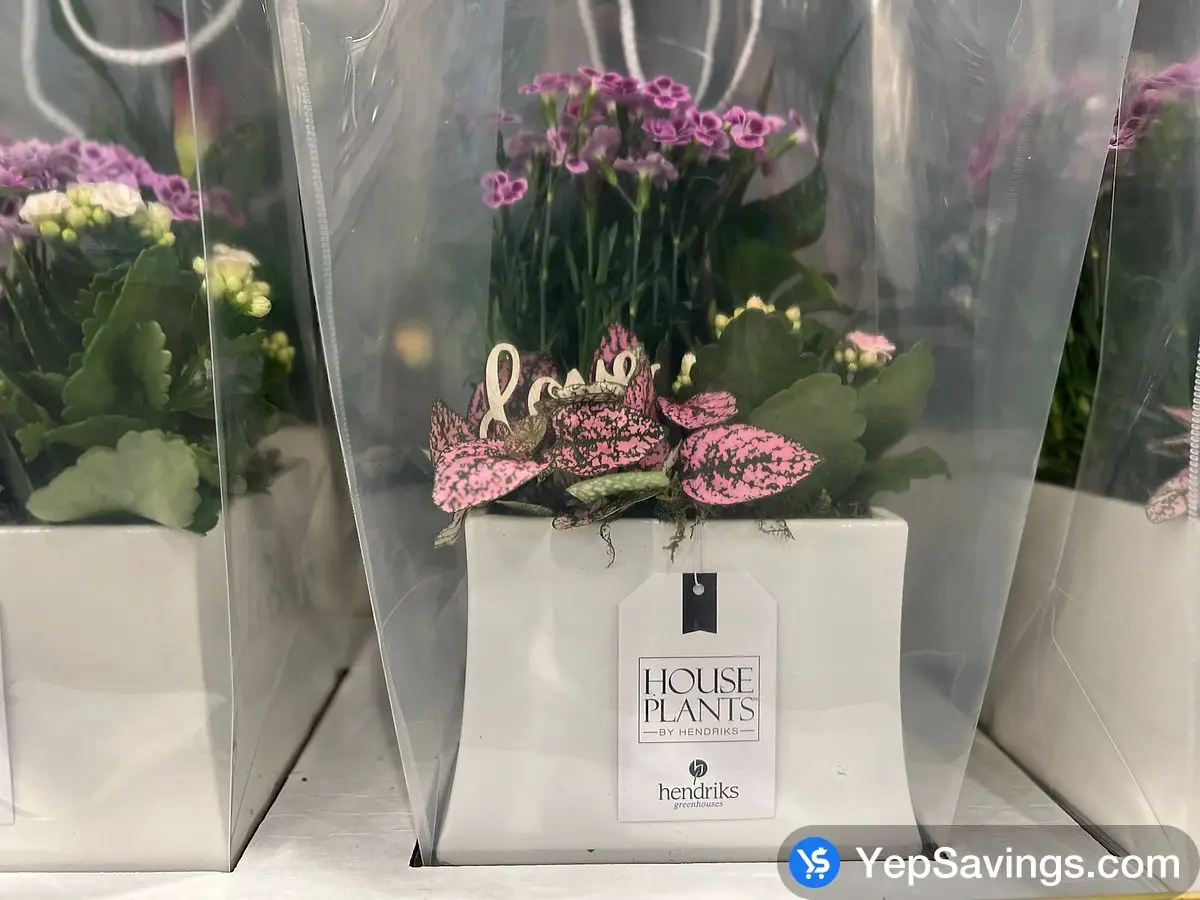 Costco CALLA LILY GARDEN 19 CM (7.5 in.) POT - Canada (ITM 1147988)