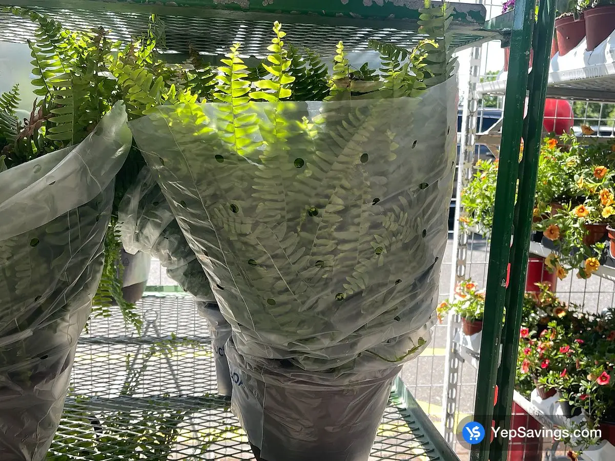 Costco 10 " BOSTON FERN HANGING BASKET SALE PRICE ! - Canada (ITM 1622972)