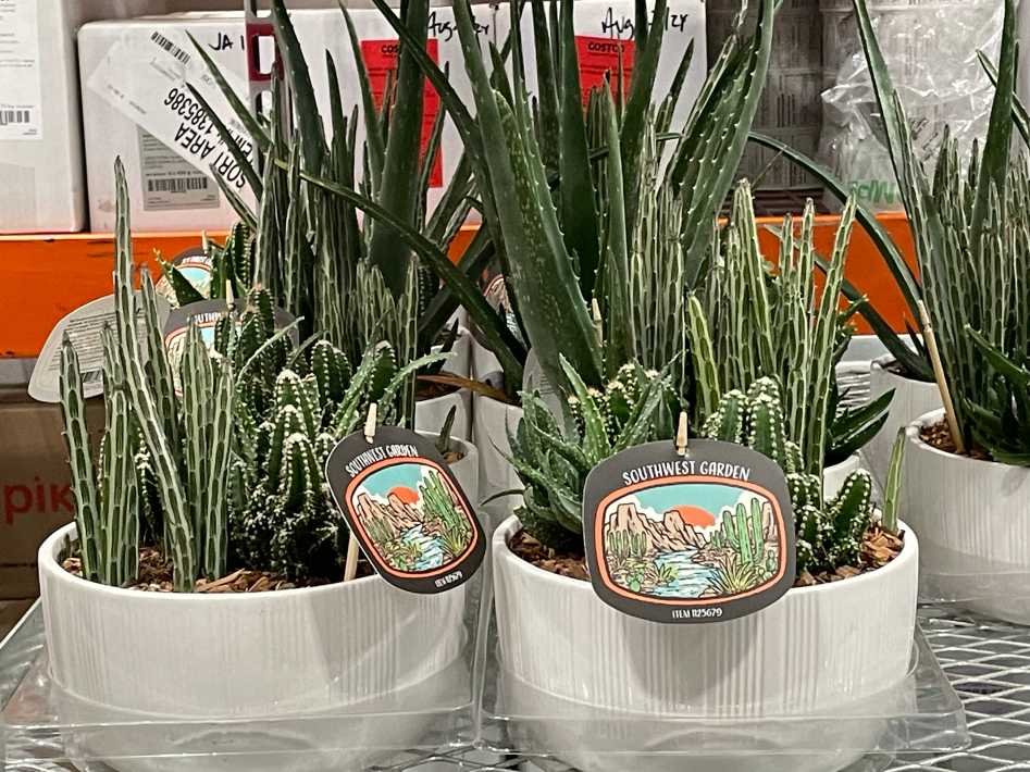 Costco 8 " SOUTHWEST GARDEN - Canada (ITM 1125679)