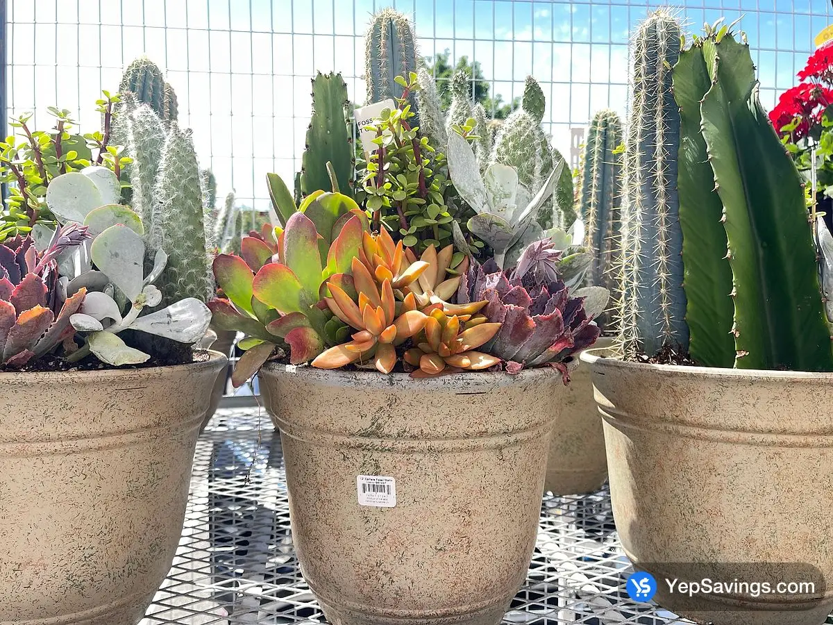 Costco CACTUS & SUCCULENT GARDEN 12 " Planter - Canada (ITM 1951437)