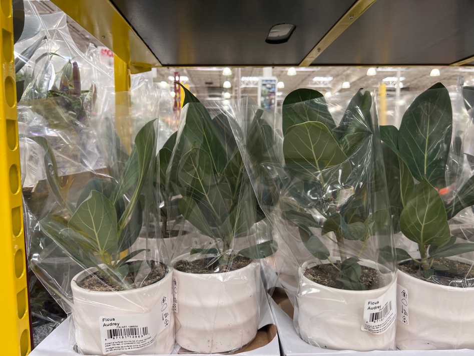 15.24 cm (6 in.) POT view 3