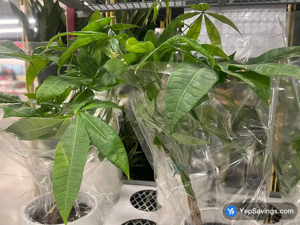 Costco MONEY TREE 15.24 cm ( 6 in . ) POT - Canada (ITM 1180038)