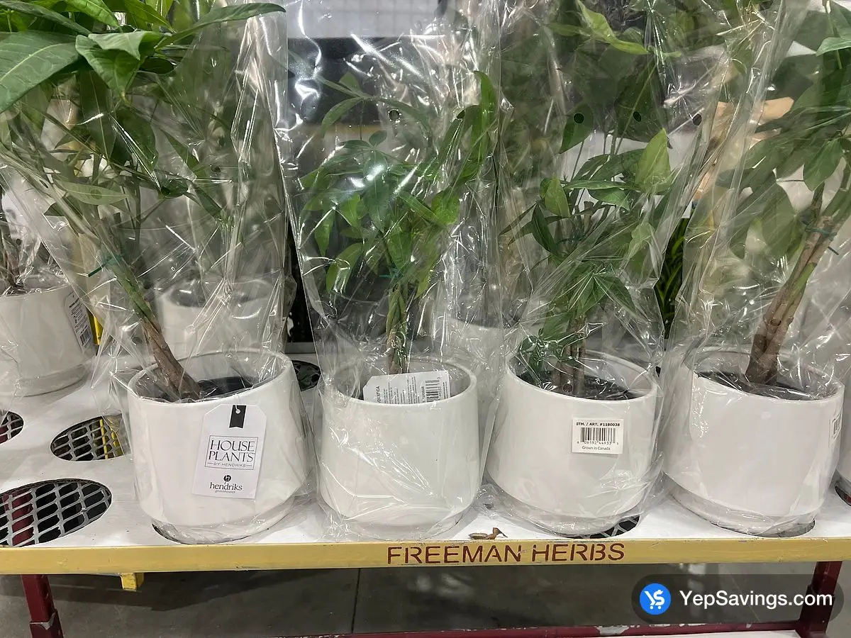 Costco MONEY TREE 15.24 cm ( 6 in . ) POT - Canada (ITM 1180038)