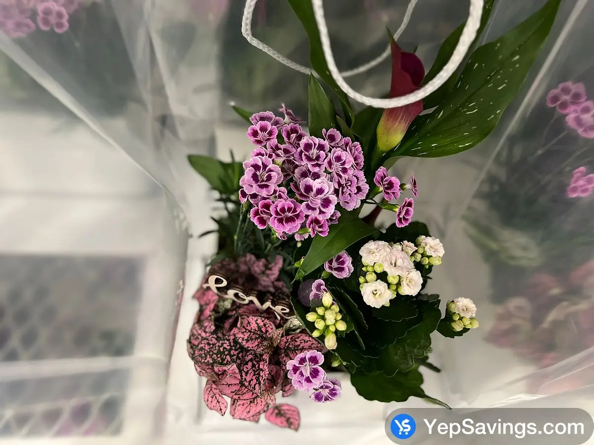 Costco CALLA LILY GARDEN 19 CM (7.5 in.) POT - Canada (ITM 1147988)