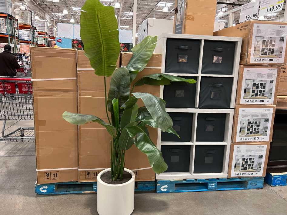 Costco FAUX BANANA LEAF TREE 6.5 ft (203.2 cm) - Canada (ITM 1570010)