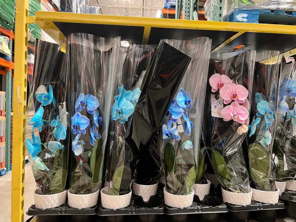 Costco WATERFALL ORCHID 12.7 CM (5 in.) POT - Canada (ITM 1119760)