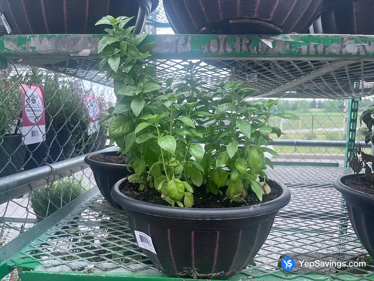 Costco DECK BASIL - Canada (ITM 1027754)