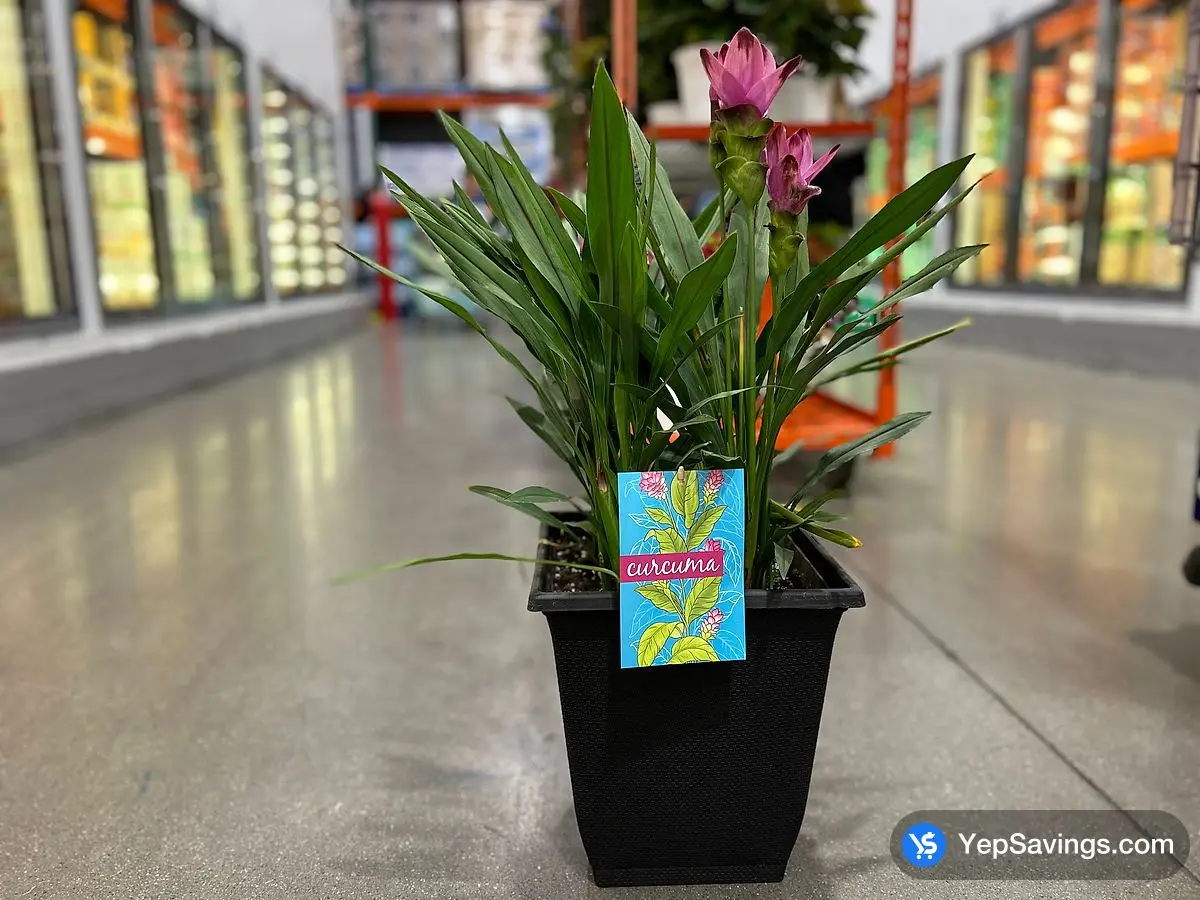 CURCUMA CARARA SIAM TULIP  ITM 1184061 at Costco