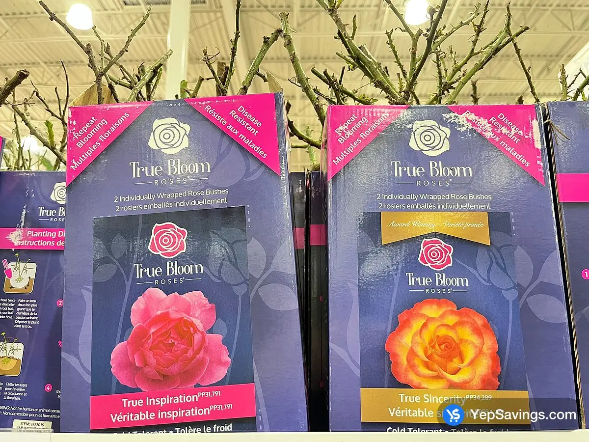 Costco TRUE BLOOM ROSES PACK OF 2 - Canada (ITM 1777016)