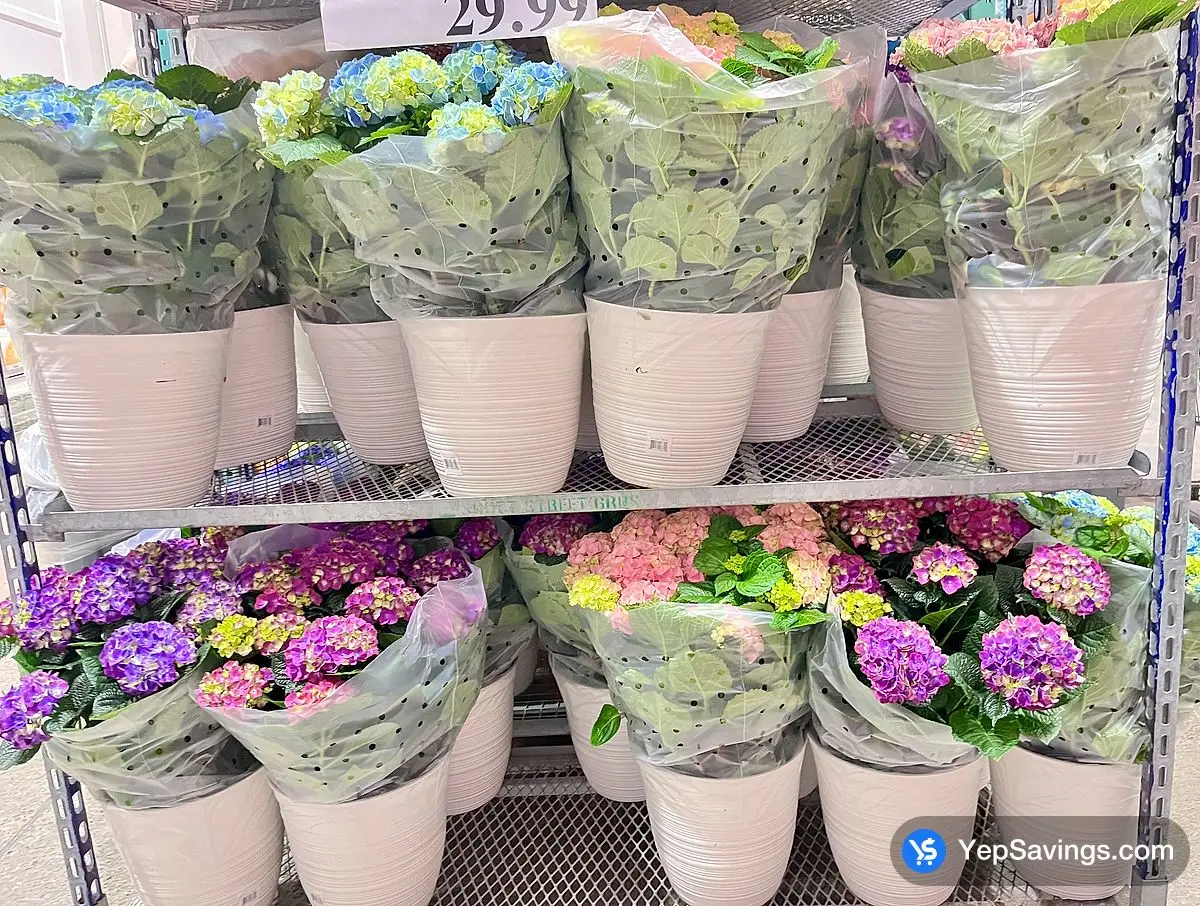 Costco HYDRANGEA PLANTER CANADIAN GROWN 33 cm ( 13 in . ) POT - Canada (ITM 186709)