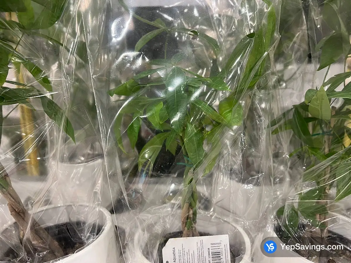 Costco MONEY TREE 15.24 cm ( 6 in . ) POT - Canada (ITM 1180038)