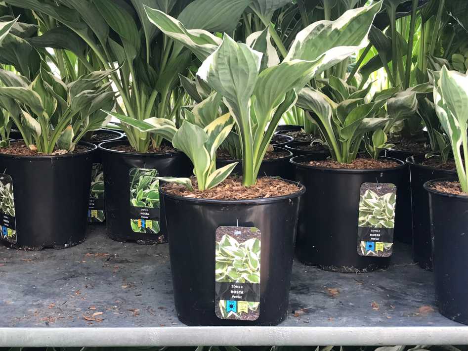 Costco HOSTAS 2 GALLON - Canada (ITM 652009)