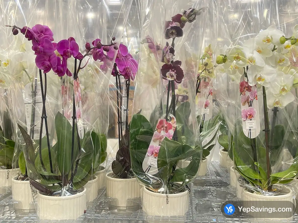 Costco DOUBLE STEM PHALAENOPSIS ORCHID 5 " CERAMIC POT - Canada (ITM 1770366)