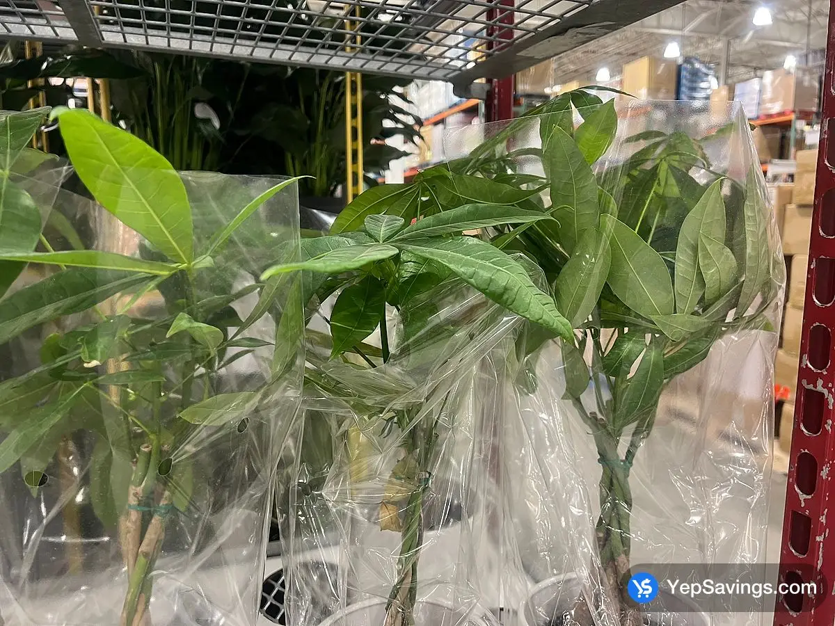 Costco MONEY TREE 15.24 cm ( 6 in . ) POT - Canada (ITM 1180038)