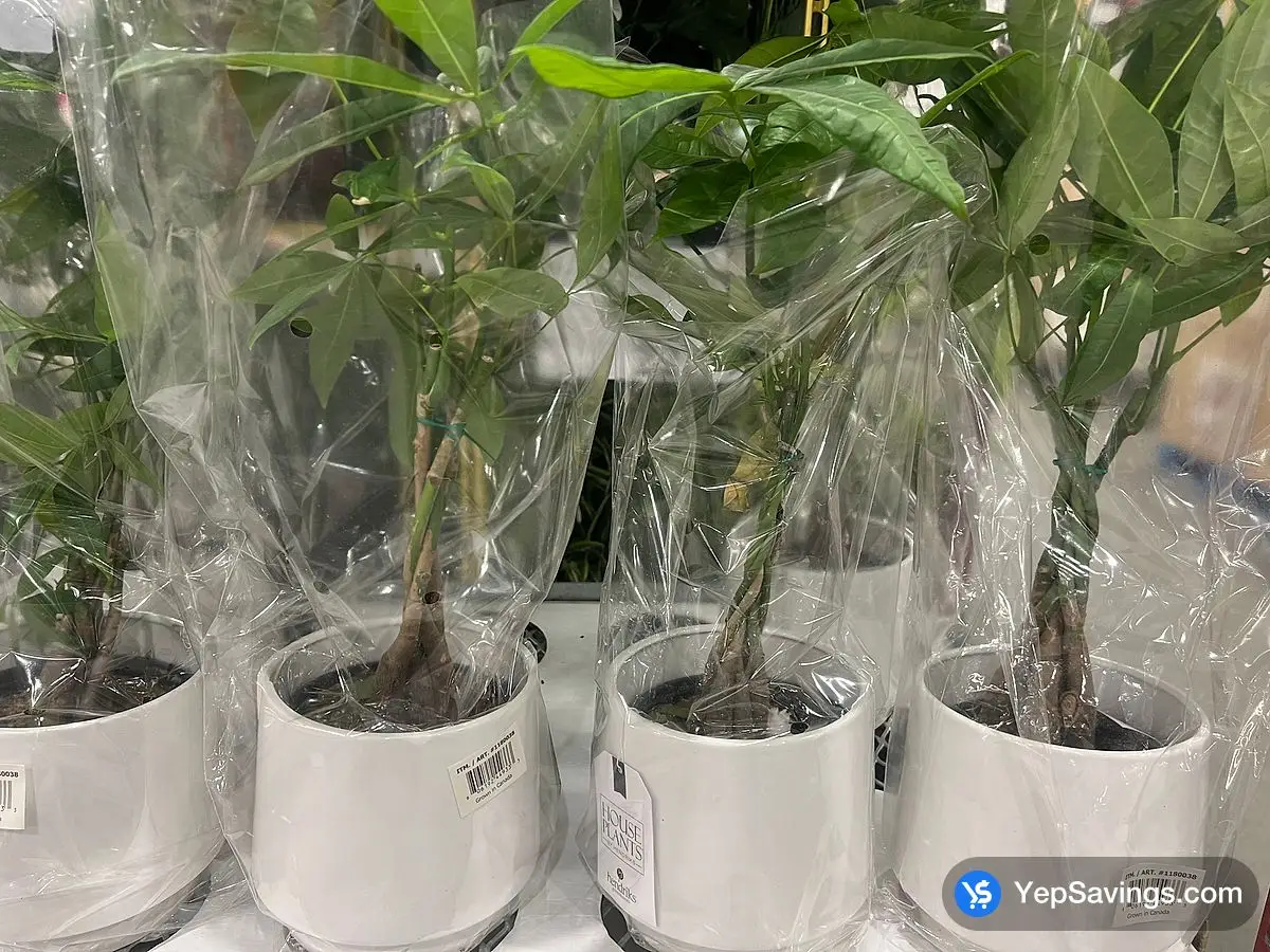 Costco MONEY TREE 15.24 cm ( 6 in . ) POT - Canada (ITM 1180038)