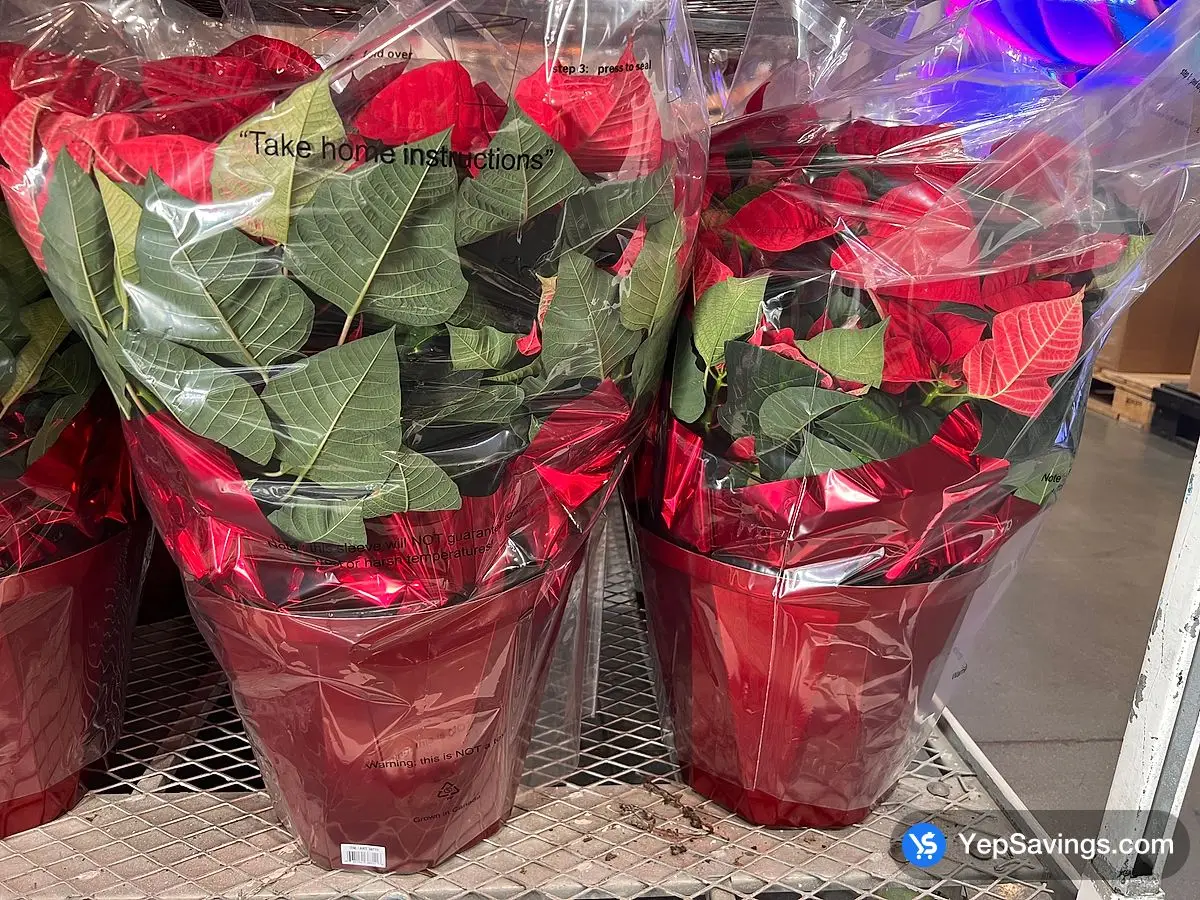 Costco 14" DECORATED POINSETTIA - Canada (ITM 38711)