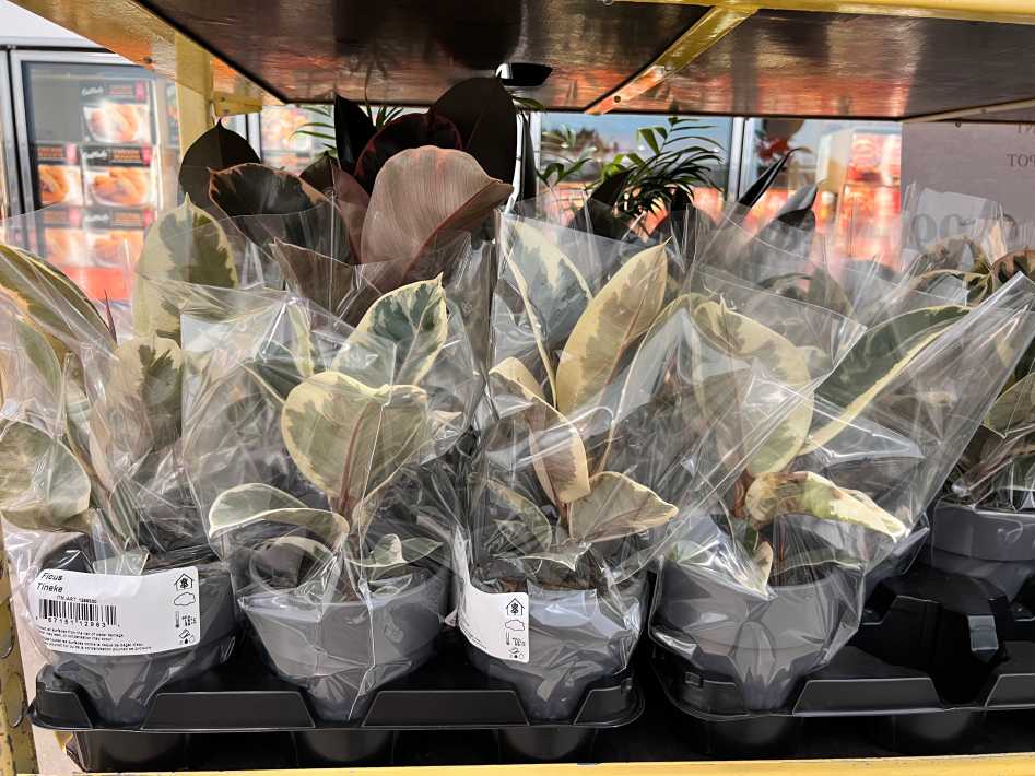 15.24 cm (6 in.) POT view 2