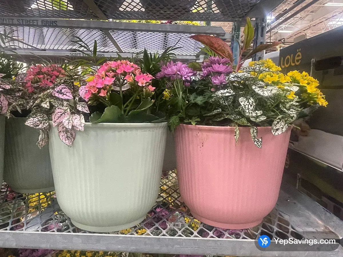 Costco HYDRANGEA PLANTER CANADIAN GROWN 33 cm ( 13 in . ) POT - Canada (ITM 186709)