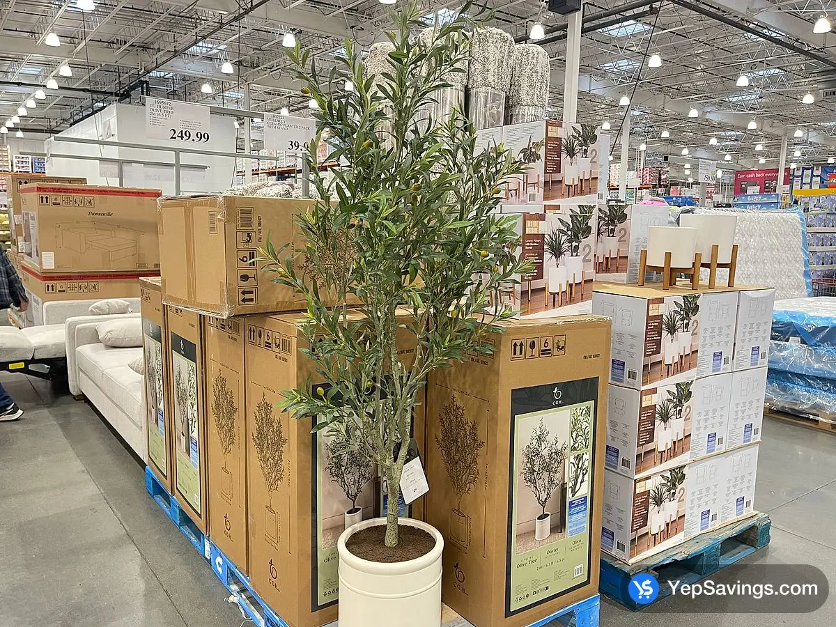 Costco CG HUNTER OLIVE TREE 2M ( 6.5 FT ) - Canada (ITM 1695672)