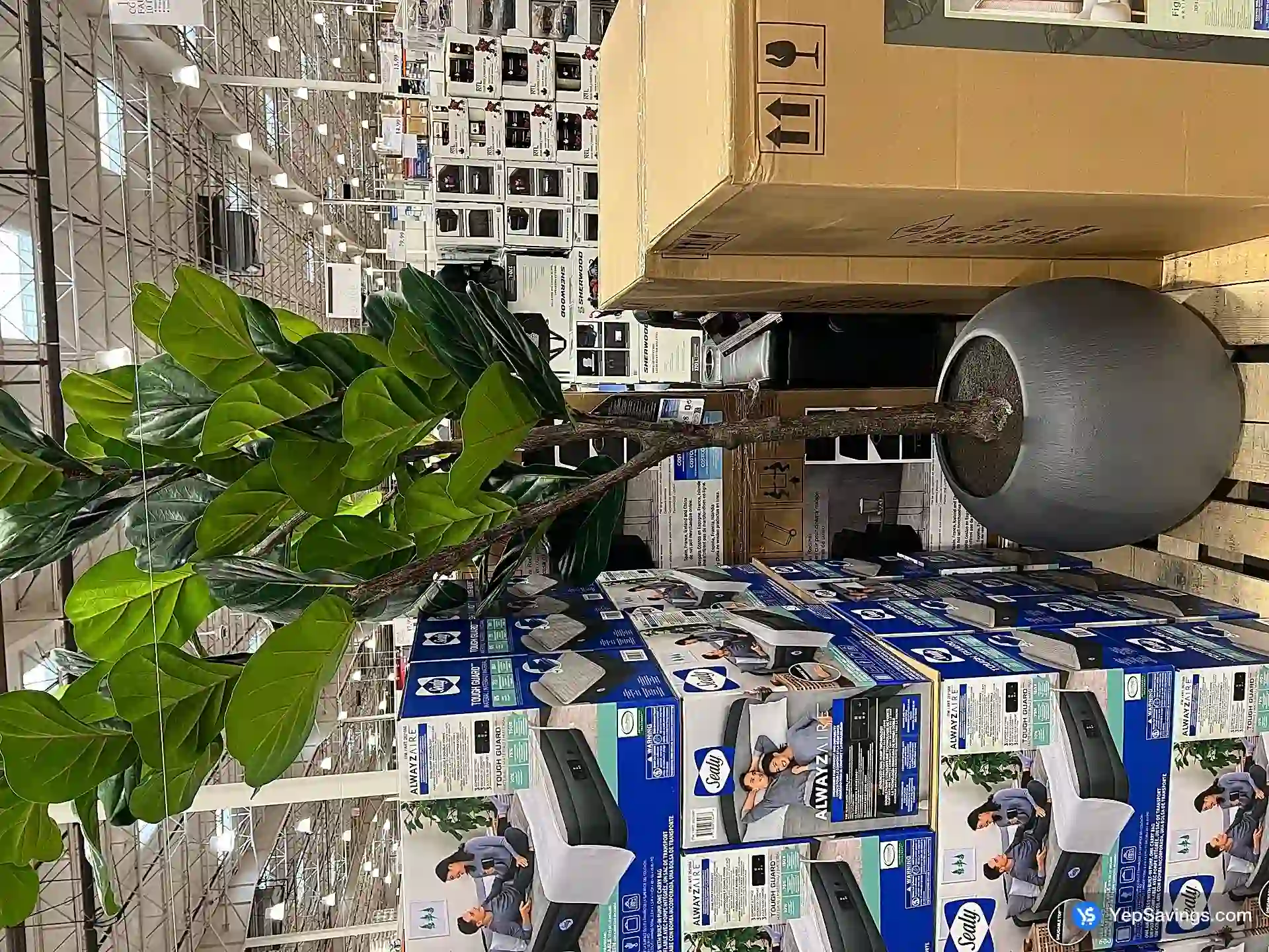 Costco CG HUNTER FAUX FIG TREE 10 ft / 1 BOX - Canada (ITM 1695489)