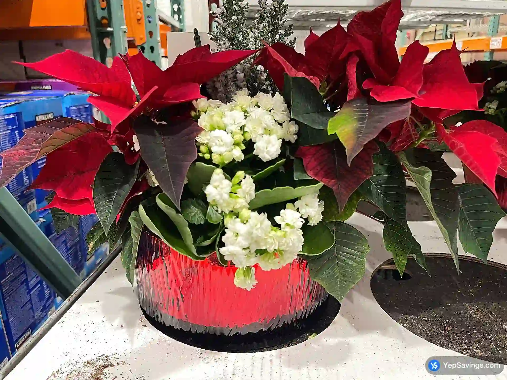 Costco HOLIDAY PLANTER 9 " GLASS CONTAINER - Canada (ITM 13813)
