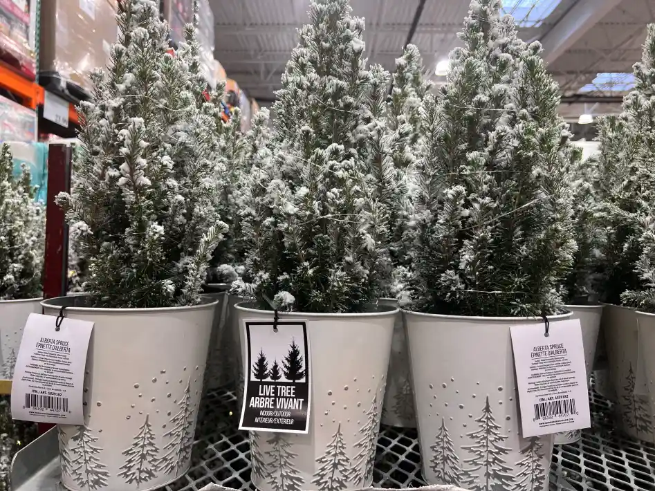 FLOCKED LIVE TREE WITH LIGHTS  ITM 1639182 at Costco