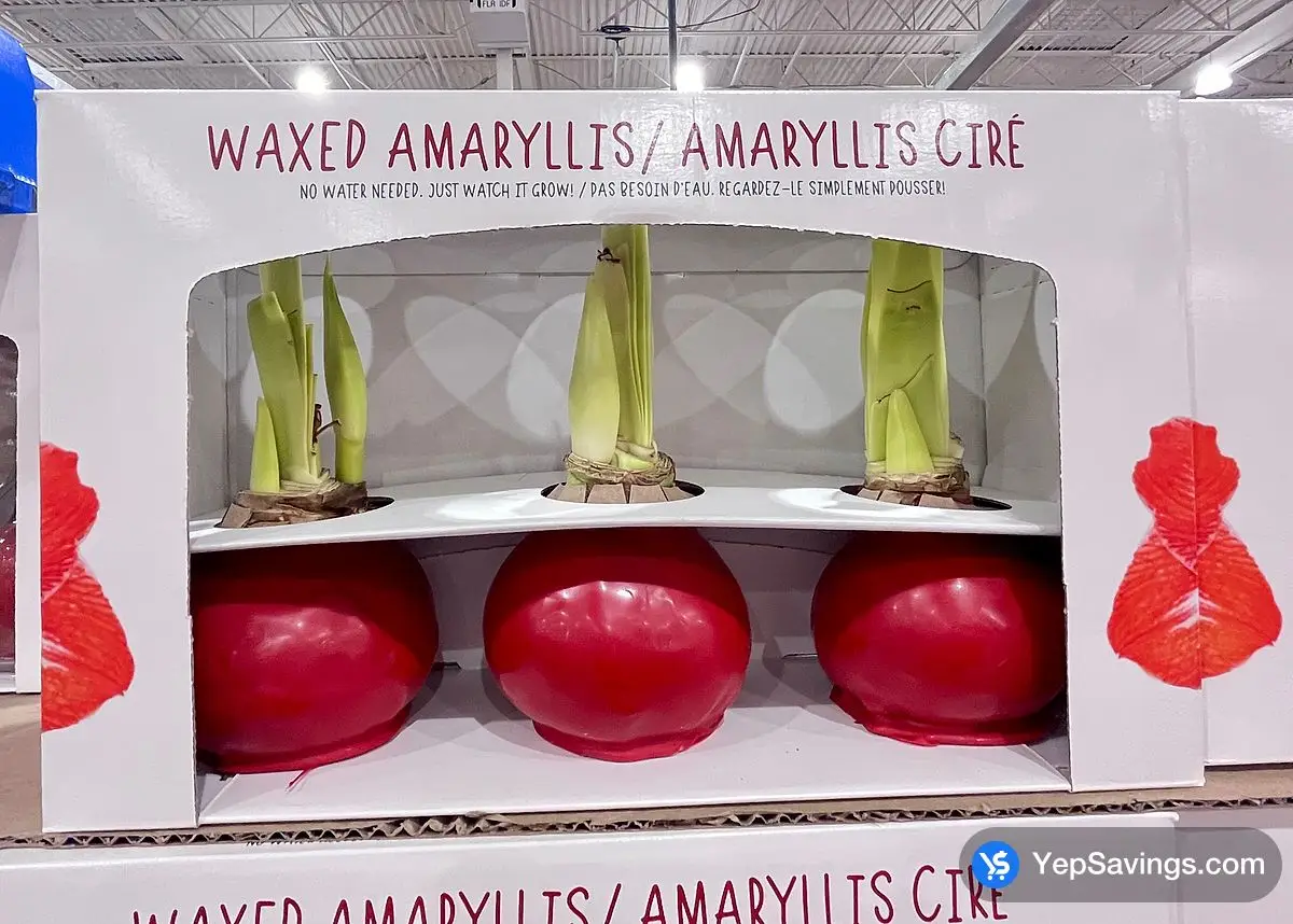 Costco BLOOMAKER WAXED AMARYLLIS TRIO - Canada (ITM 1880267)