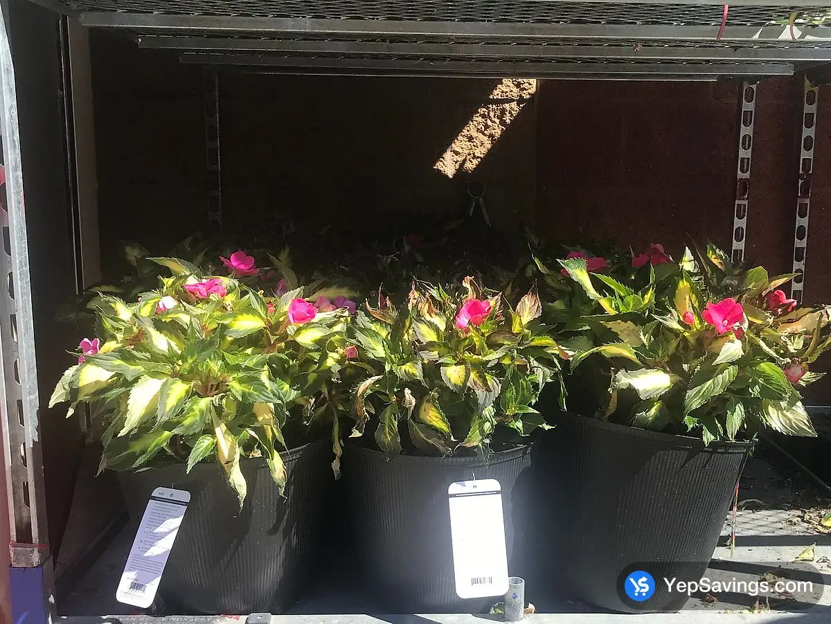 Costco 12" PATIO PLANTER ALSTROEMERIA - Canada (ITM 2291000)